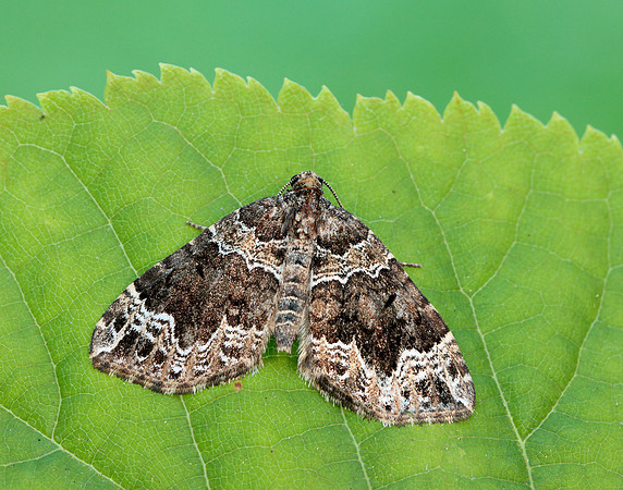 70.104 BF1751 Devon Carpet Lampropteryx otregiata
