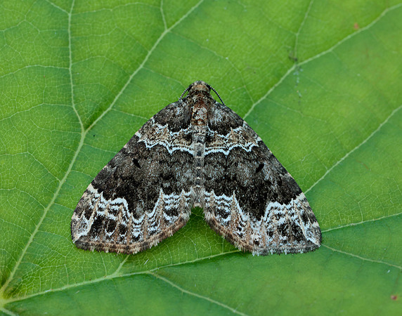 70.104 BF1751 Devon Carpet Lampropteryx otregiata