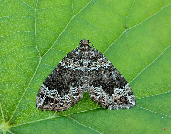 70.104 BF1751 Devon Carpet Lampropteryx otregiata