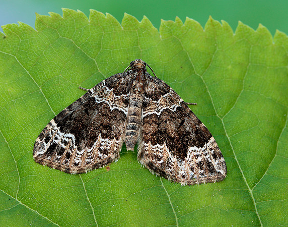 70.104 BF1751 Devon Carpet Lampropteryx otregiata