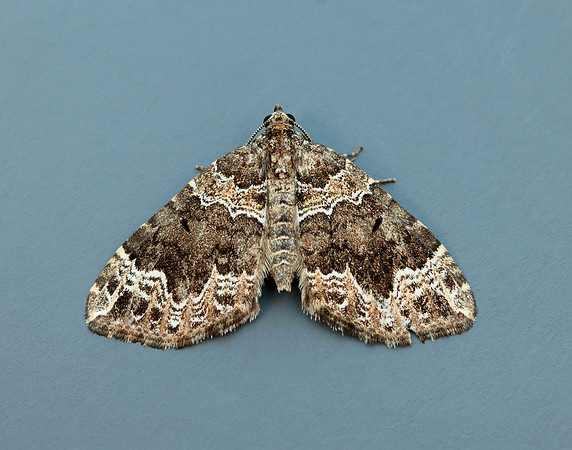 70.104 BF1751 Devon Carpet Lampropteryx otregiata