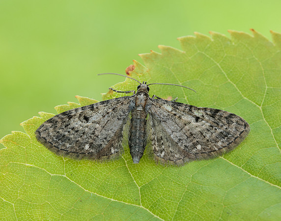 70.161 BF185 Golden-rod Pug Eupithecia virgaureata