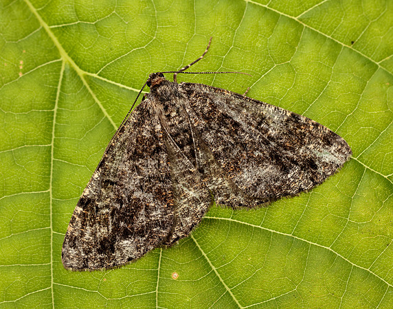70.264 BF1940 Satin Beauty Deileptenia ribeata