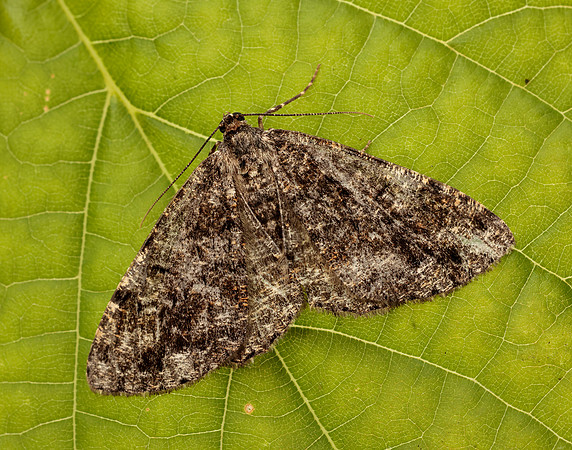 70.264 BF1940 Satin Beauty Deileptenia ribeata