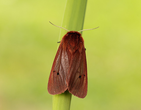 72.024 BF2064 Ruby Tiger Phragmatobia fuliginosa