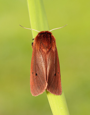 72.024 BF2064 Ruby Tiger Phragmatobia fuliginosa