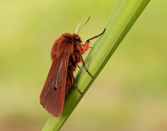 72.024 BF2064 Ruby Tiger Phragmatobia fuliginosa