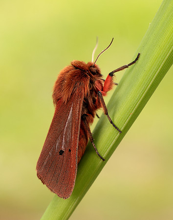 72.024 BF2064 Ruby Tiger Phragmatobia fuliginosa