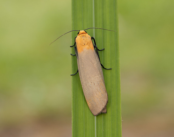 72.041 BF2051 Four-spotted Footman Lithosia quadra