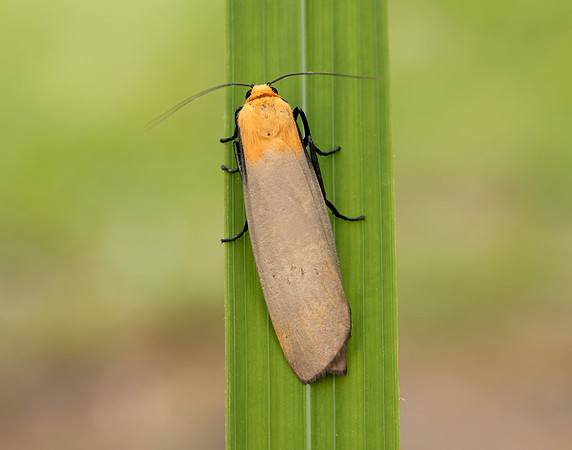 72.041 BF2051 Four-spotted Footman Lithosia quadra