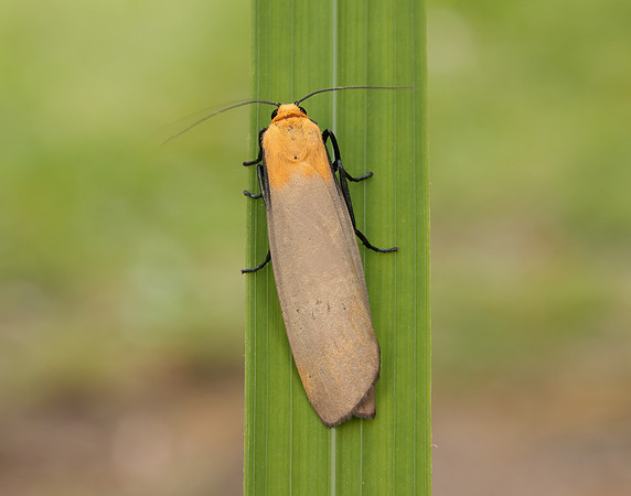 72.041 BF2051 Four-spotted Footman Lithosia quadra