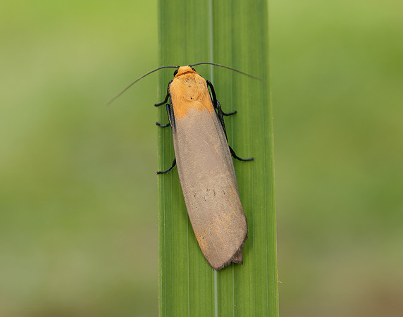 72.041 BF2051 Four-spotted Footman Lithosia quadra