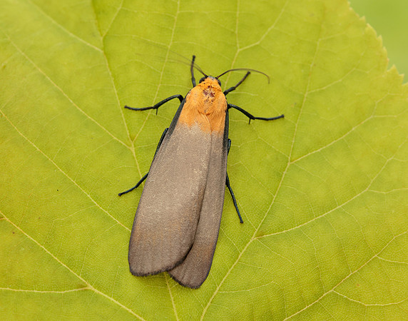 72.041 BF2051 Four-spotted Footman Lithosia quadra