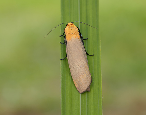 72.041 BF2051 Four-spotted Footman Lithosia quadra