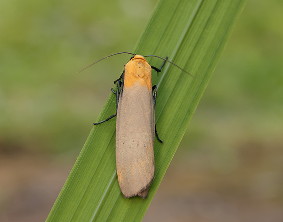 72.041 BF2051 Four-spotted Footman Lithosia quadra