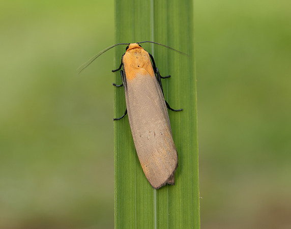 72.041 BF2051 Four-spotted Footman Lithosia quadra
