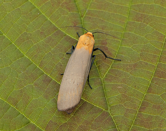 72.041 BF2051 Four-spotted Footman Lithosia quadra