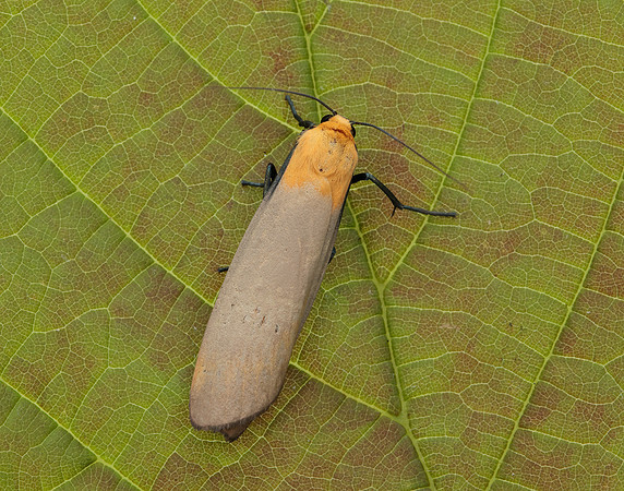 72.041 BF2051 Four-spotted Footman Lithosia quadra
