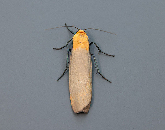 72.041 BF2051 Four-spotted Footman Lithosia quadra