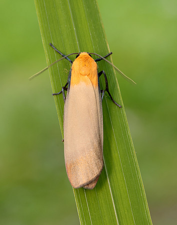 72.041 BF2051 Four-spotted Footman Lithosia quadra