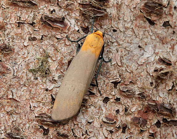 72.041 BF2051 Four-spotted Footman Lithosia quadra