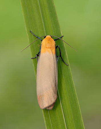 72.041 BF2051 Four-spotted Footman Lithosia quadra