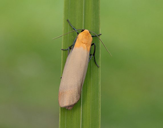 72.041 BF2051 Four-spotted Footman Lithosia quadra