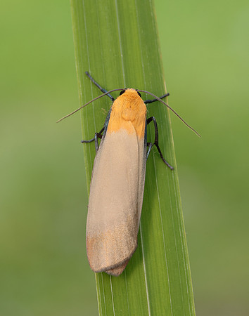 72.041 BF2051 Four-spotted Footman Lithosia quadra