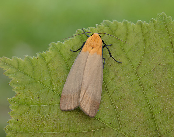 72.041 BF2051 Four-spotted Footman Lithosia quadra