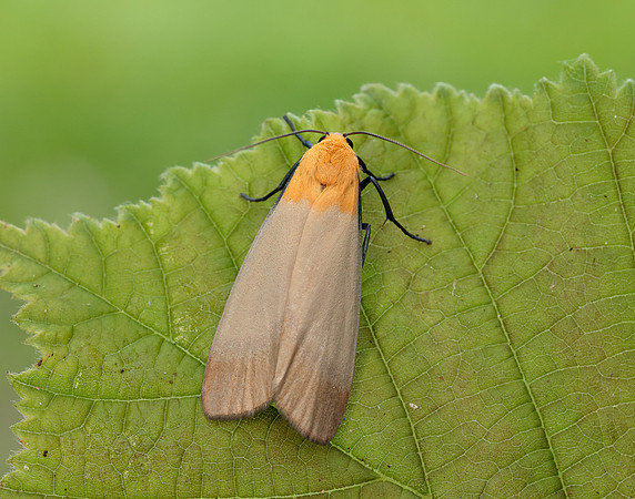 72.041 BF2051 Four-spotted Footman Lithosia quadra
