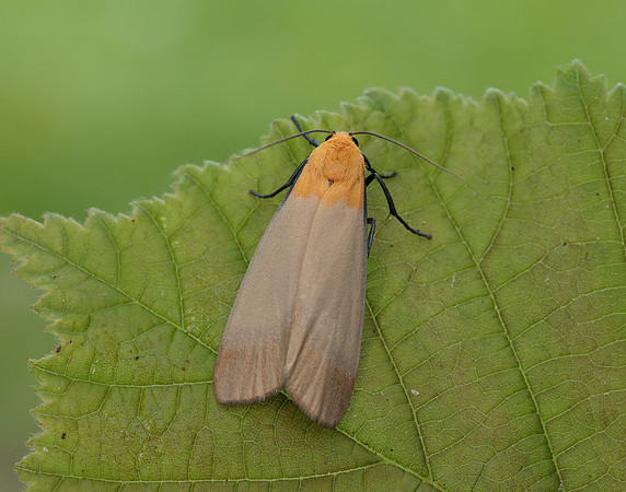 72.041 BF2051 Four-spotted Footman Lithosia quadra