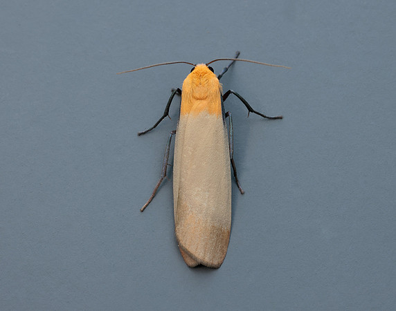 72.041 BF2051 Four-spotted Footman Lithosia quadra