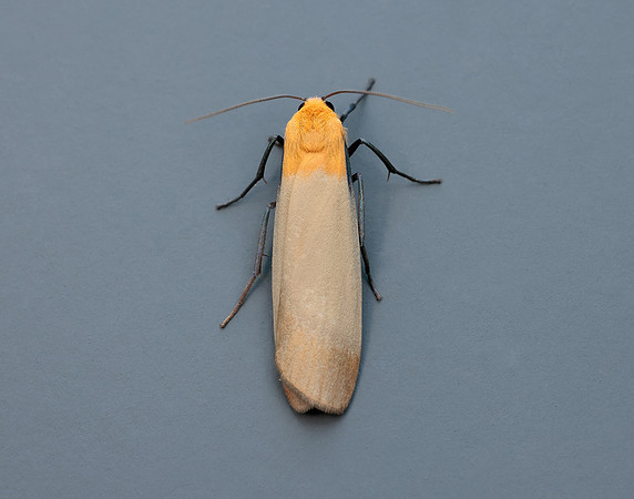 72.041 BF2051 Four-spotted Footman Lithosia quadra