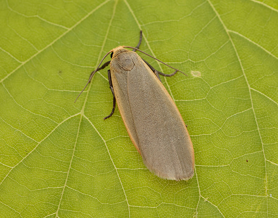 72.043 BF2049 Buff Footman Eilema depressa