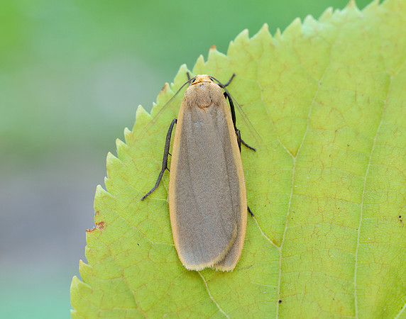 72.043 BF2049 Buff Footman Eilema depressa