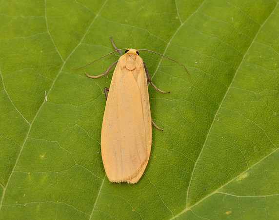 72.043 BF2049 Buff Footman Eilema depressa
