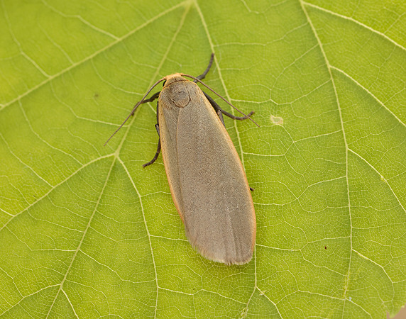 72.043 BF2049 Buff Footman Eilema depressa