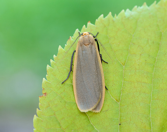 72.043 BF2049 Buff Footman Eilema depressa
