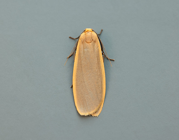 72.043 BF2049 Buff Footman Eilema depressa