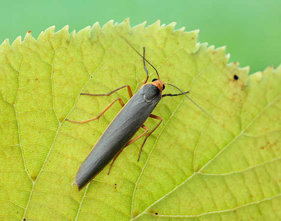 72.046 BF2047 Scarce Footman Eilema complana