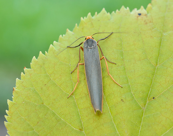 72.046 BF2047 Scarce Footman Eilema complana