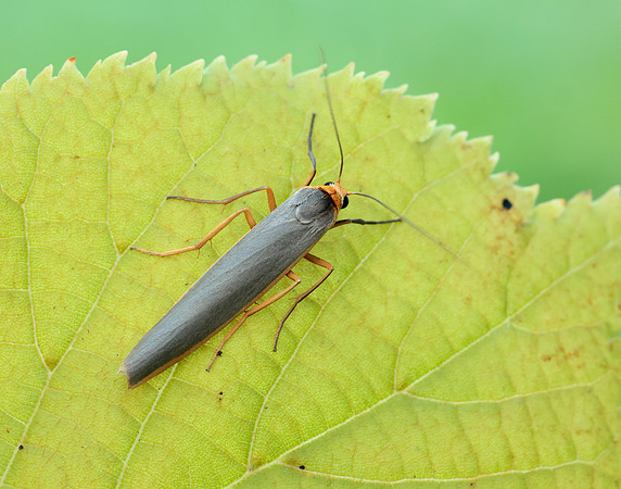 72.046 BF2047 Scarce Footman Eilema complana