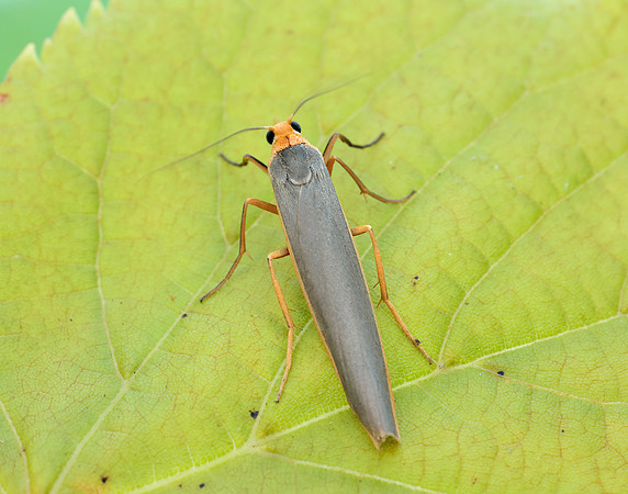 72.046 BF2047 Scarce Footman Eilema complana