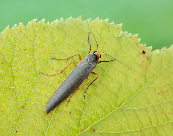 72.046 BF2047 Scarce Footman Eilema complana