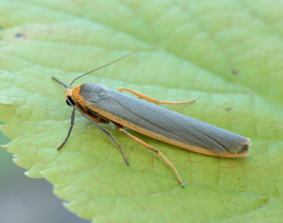 72.046 BF2047 Scarce Footman Eilema complana