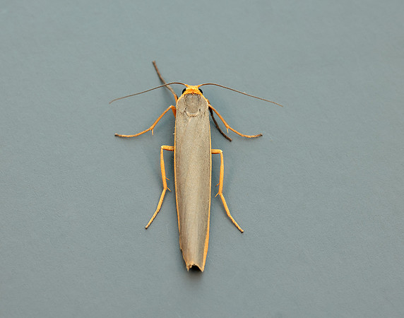 72.046 BF2047 Scarce Footman Eilema complana