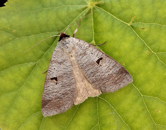 72.063 BF246  Blackneck Lygephila pastinum
