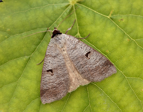 72.063 BF246  Blackneck Lygephila pastinum