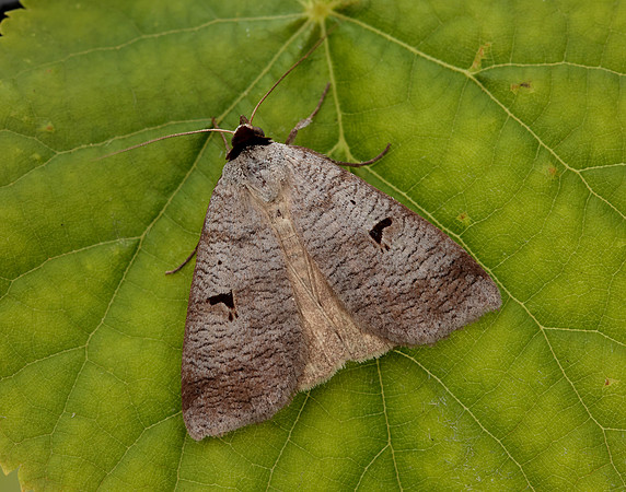 72.063 BF246  Blackneck Lygephila pastinum