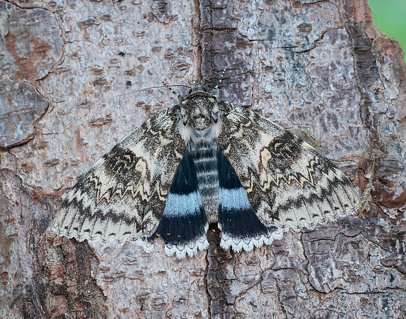 72.076 BF2451 Clifden Nonpareil Catacola fraxini